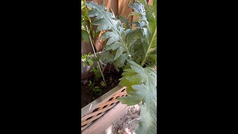 A Tour of a Backyard Container Garden and Mini Farm