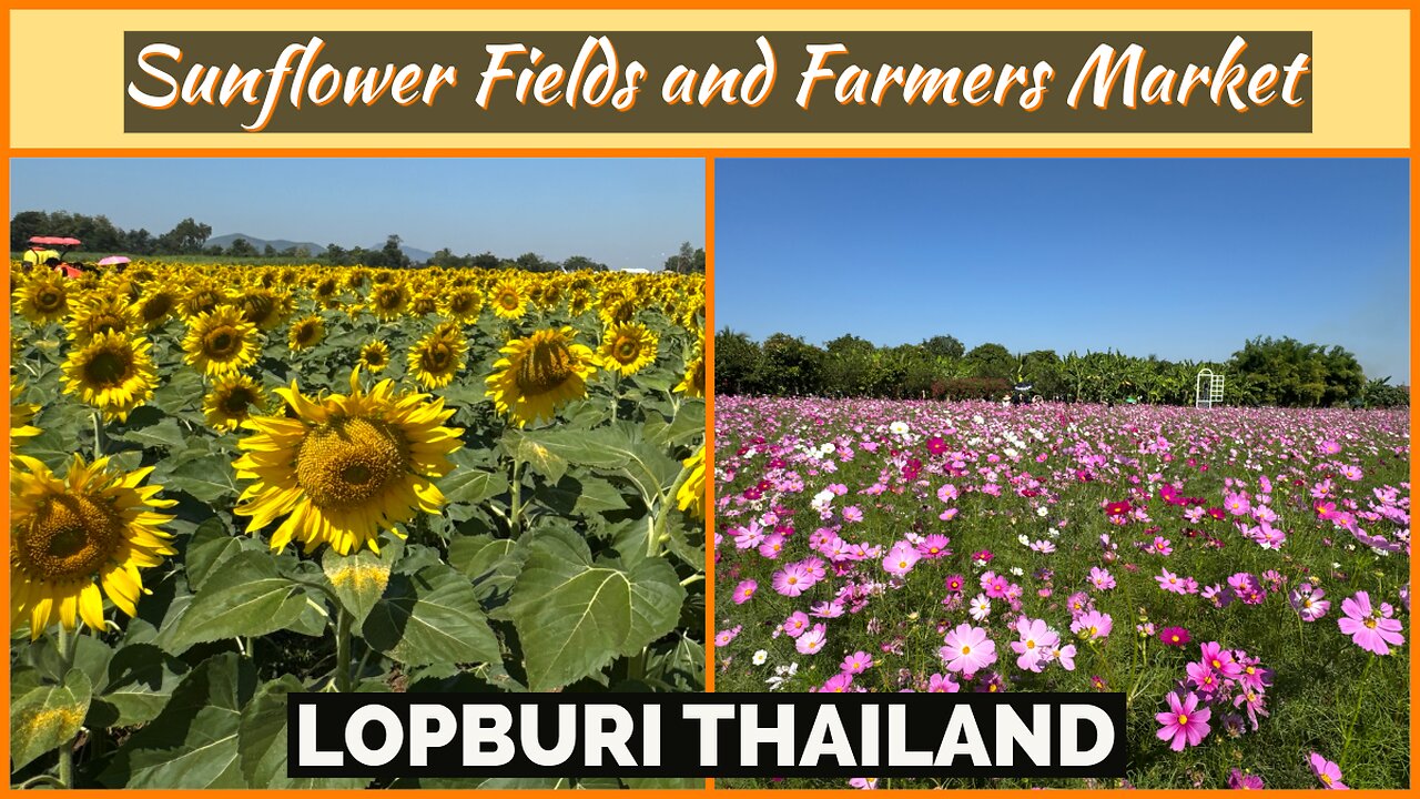 Sunflower Fields & Farmers Market - Rural Lopburi - With Drone Footage - Thailand 2025