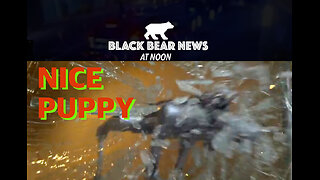 Nice Puppy | Trump Floats Vance For Prez | Constitutional Rewrite