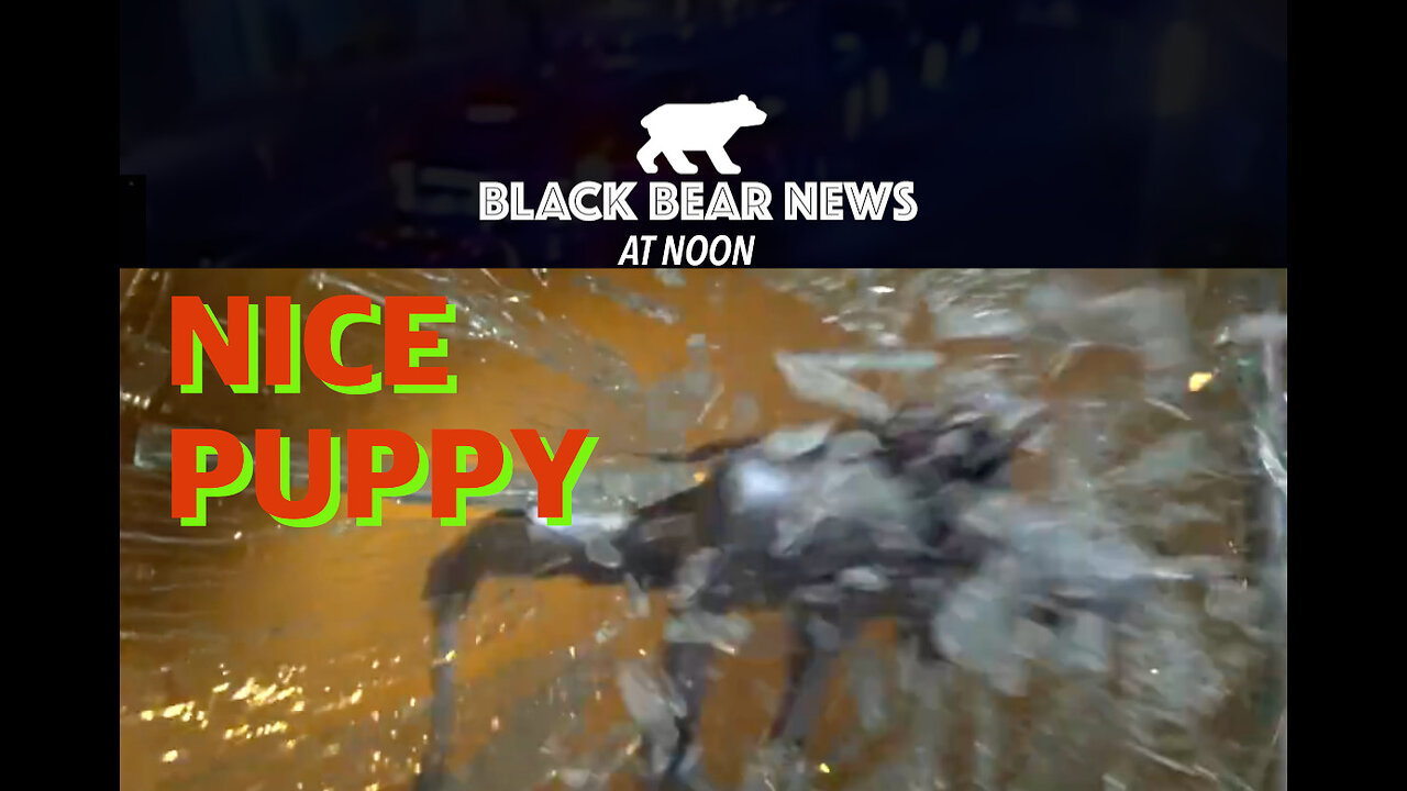Nice Puppy | Trump Floats Vance For Prez | Constitutional Rewrite