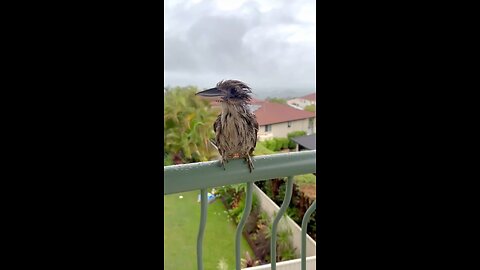 beautiful bird sounds