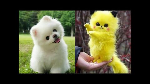 🐩 Funny and Cute Mini Pomeranian Videos 😍 Funniest & Cutest Puppies - Funny Puppy Videos
