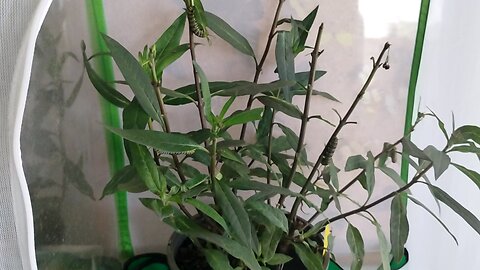 Monarch update 12 21 2025🦋