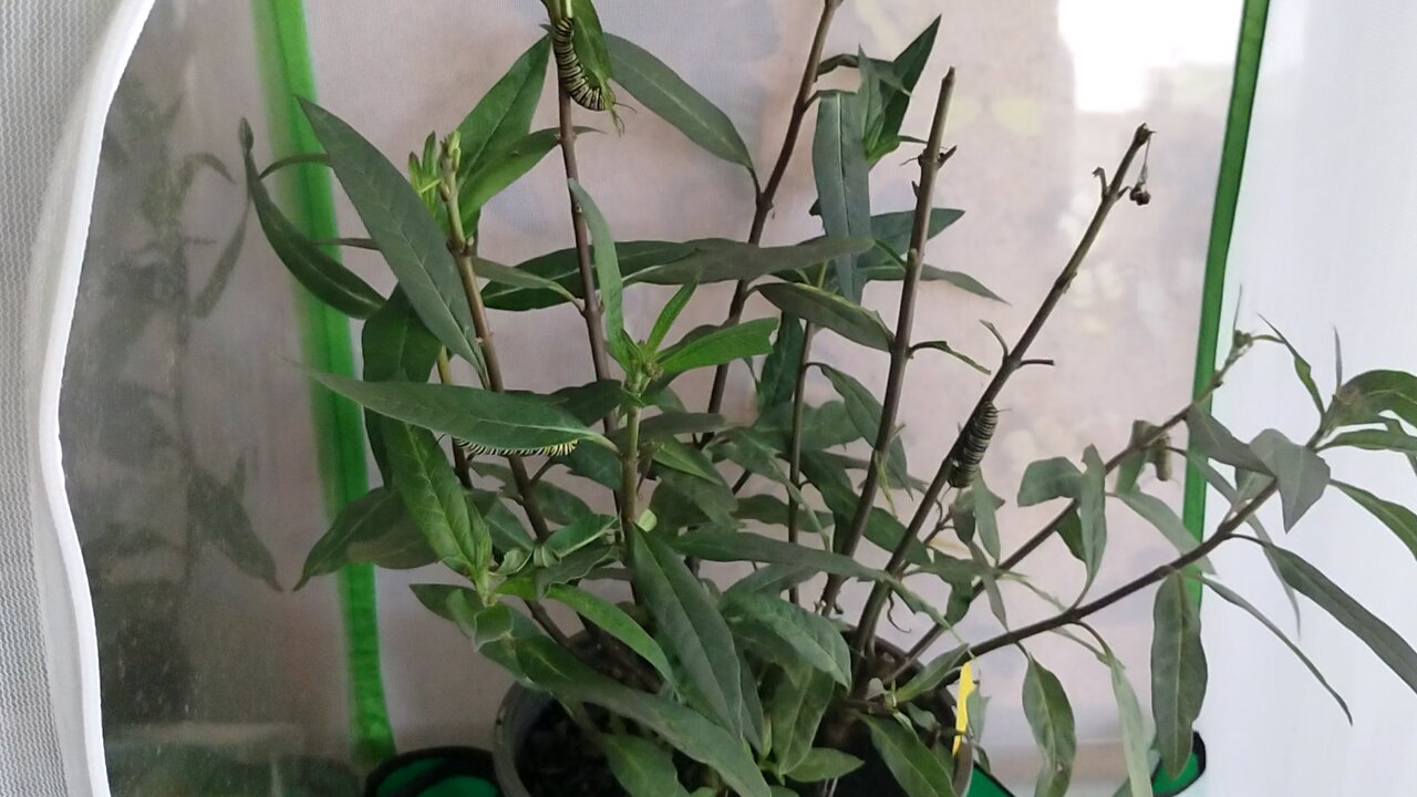 Monarch update 12 21 2025🦋