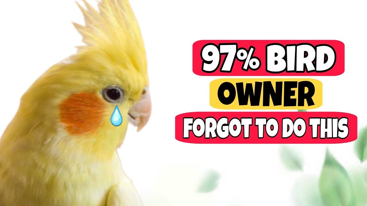 7 Secret Things Your Pet Bird Loves (That Most Owners Miss!)