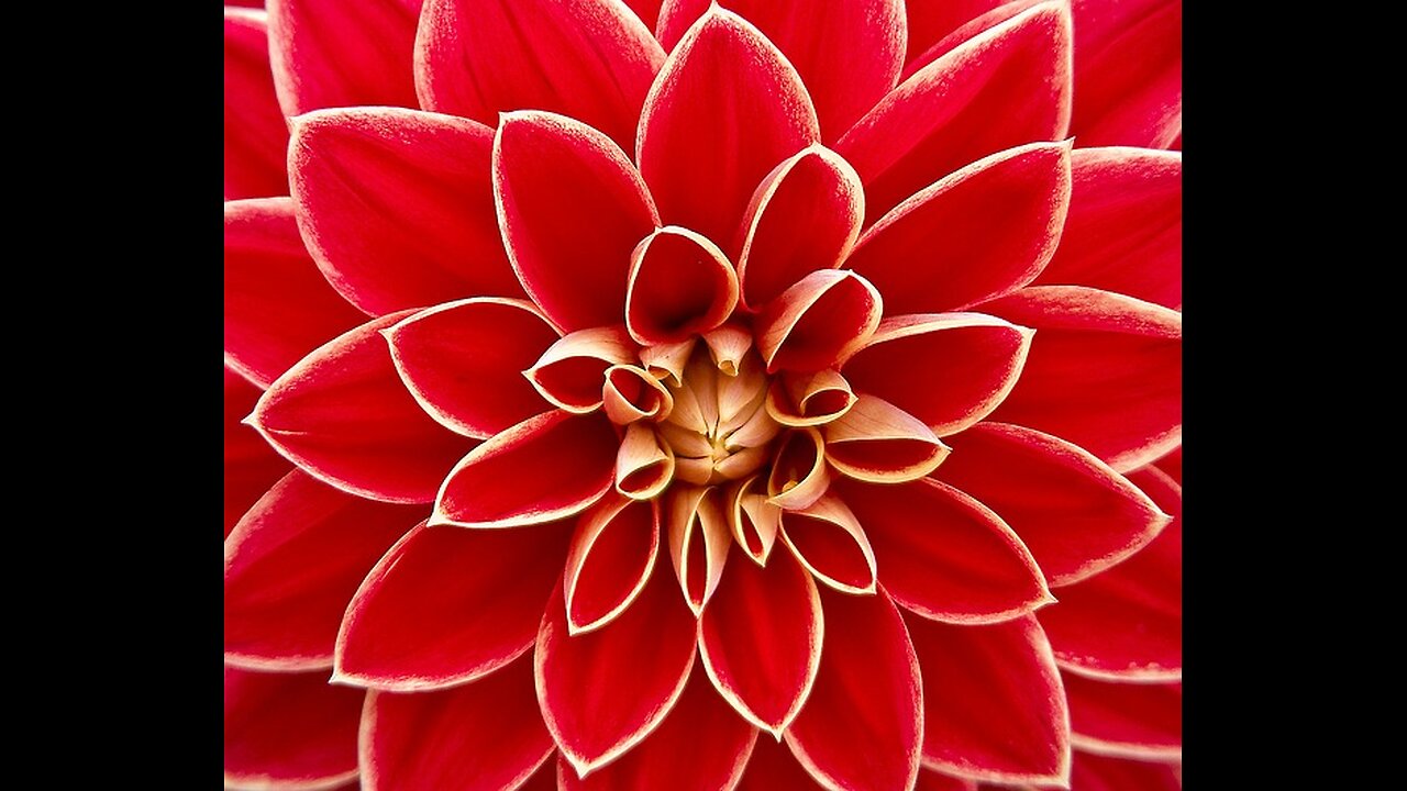 Planting & Storing Dahlia's