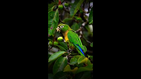 parrot eating
