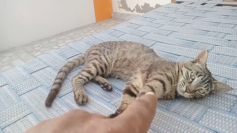 Cute cat having fun 😺