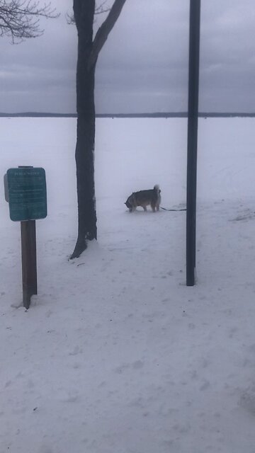 Saturday January 24, ￼ He will shield you with his wings.