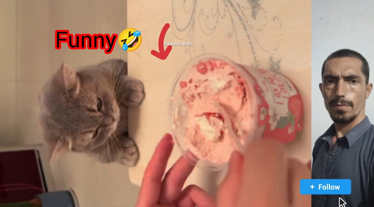Cat Gets Angry and Knocks Food from Man’s Hands