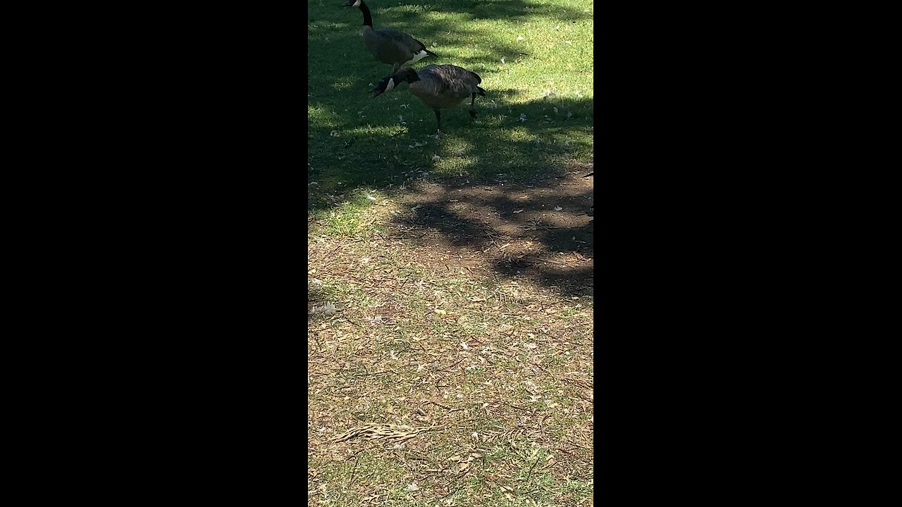 Canada Goose 🪿 #canadagoose #shorts #followme #trending #viral