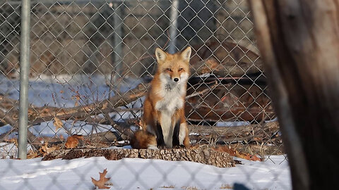 Fox Sitting on a Tree Stump