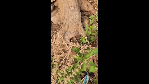 amazing bird in mountain