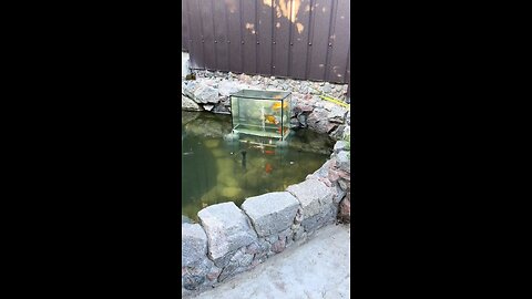 Little frogs