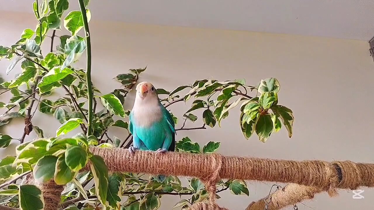 Good Morning 🌞 | Relaxing Birds Chirping Sound for a Fresh Start of the day