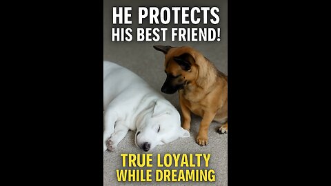 A Moment When You See True Loyalty!💓🥹