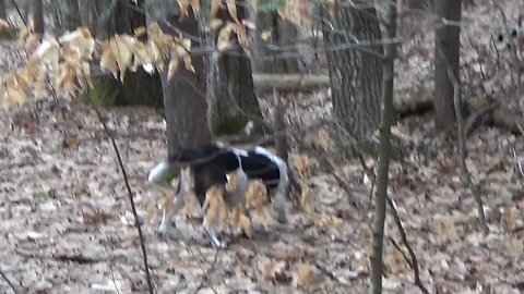 Bandit