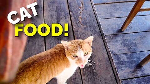 Lunch With CATS?!!😳