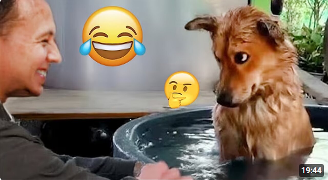 I dare you not to LAUGH at these FUNNY DOGS 😁🦮 - Best Funny Animals Videos 2025 #