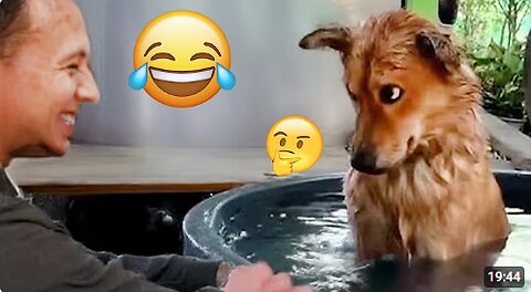 I dare you not to LAUGH at these FUNNY DOGS 😁🦮 - Best Funny Animals Videos 2025 #