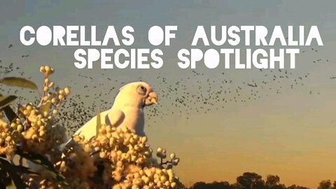 The Crested Wonder: Corellas in Their Natural Habitat