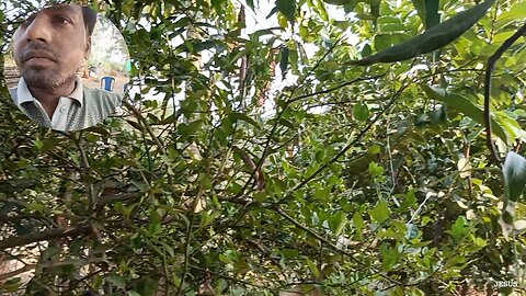 Fruits at our home trees 🌱🌱🌱