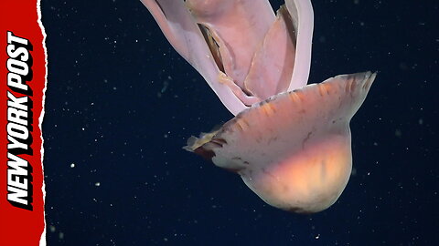 Deep-sea researchers capture rare footage of 'bus-sized' jellyfish