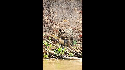 riverbank tiger catching a crocodile