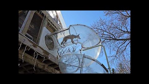 African jackals going down a slide