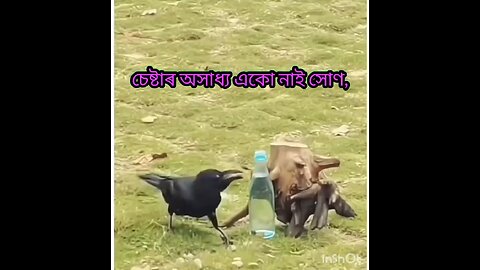 চেষ্টাৰ অসাধ্য একো নাই সোণ,