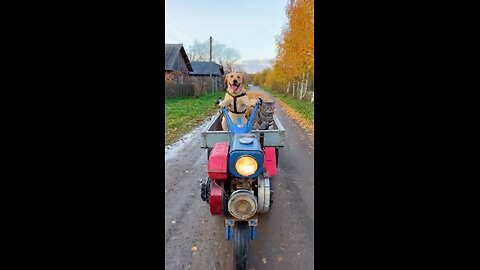 лабрадор и кот