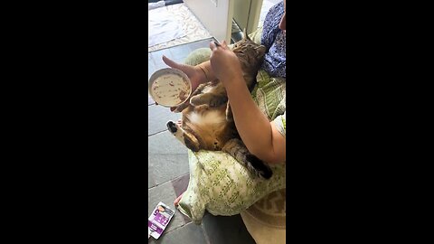 feeding cat 😺😺