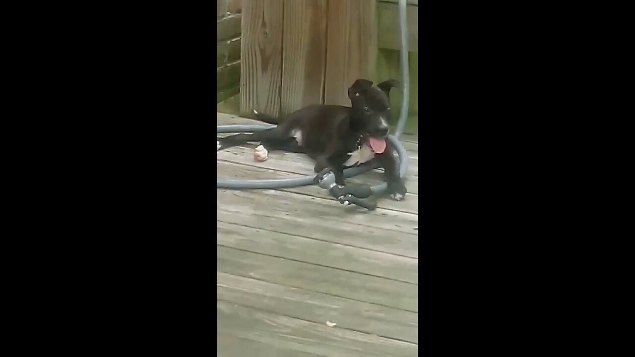 Fam-ily da wonderpup needs to pee