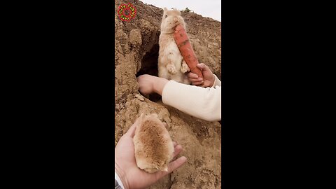 Carrot🥕 bunny 🐇