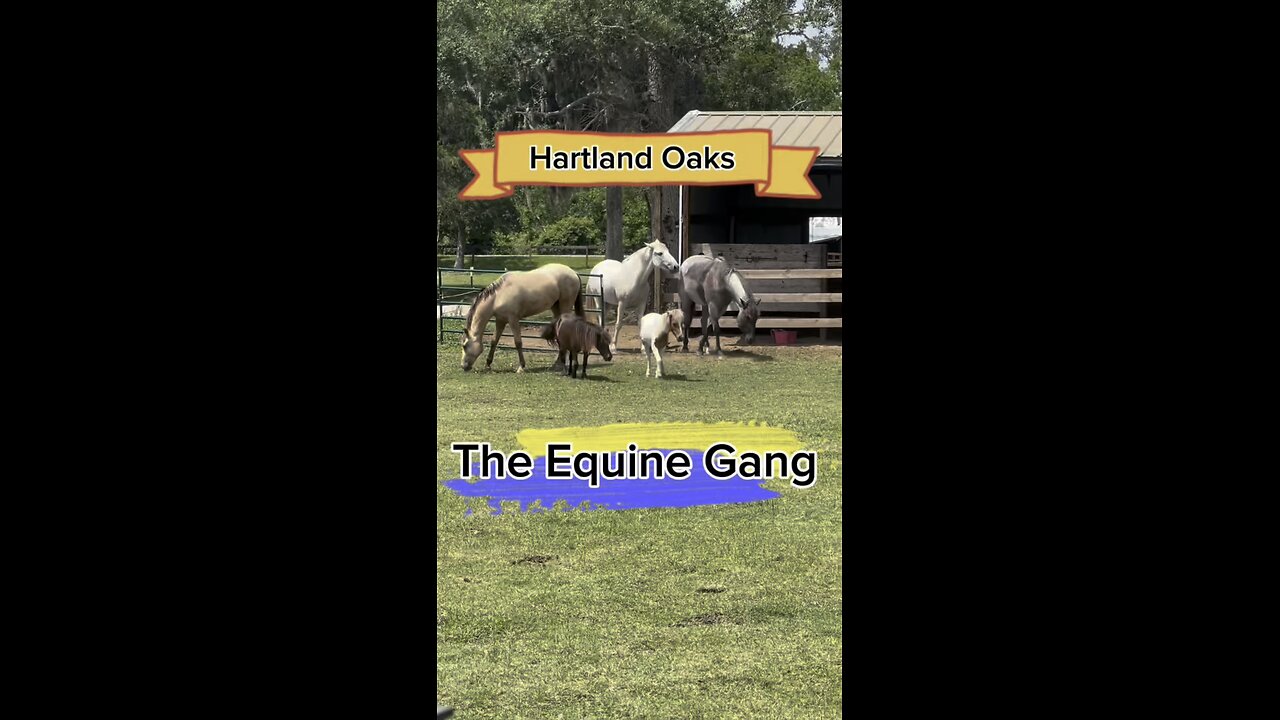Releasing the Hartland Oaks Equine Gang!
