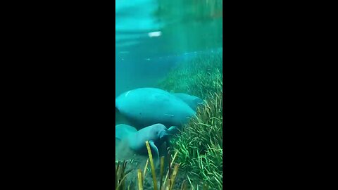 Baby_Manatee_Steals_the_Show!_🐾💦_#ManateeMagic