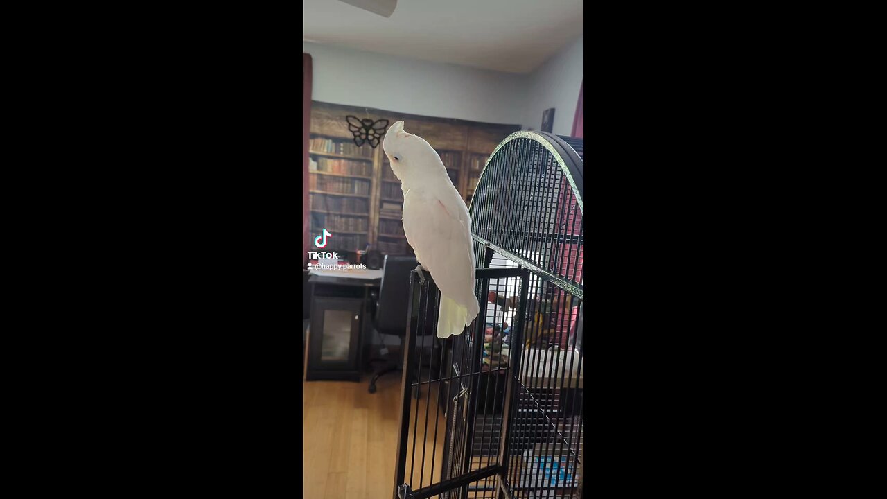 Happy One Year Adoption Date