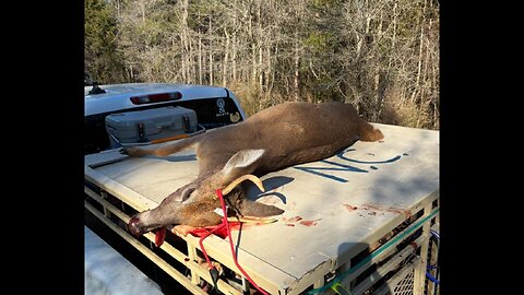 The Dogbox Ride Home