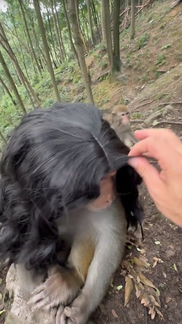 WHAT HAPPENS WHEN YOU PUT WIG ON MONKEY😂