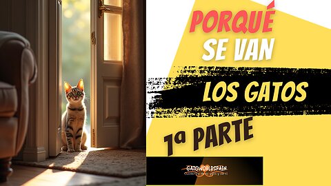 Por que los gatos se van de casa Parte01