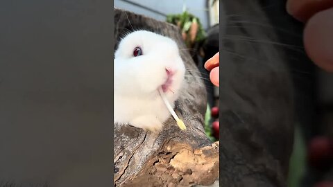 Holding bean sprouts to tempt the little rabbit but not giving them food Cute pet debut plan Rab