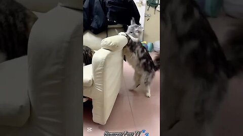 When Pets Turn Awkward Into Hilarious!