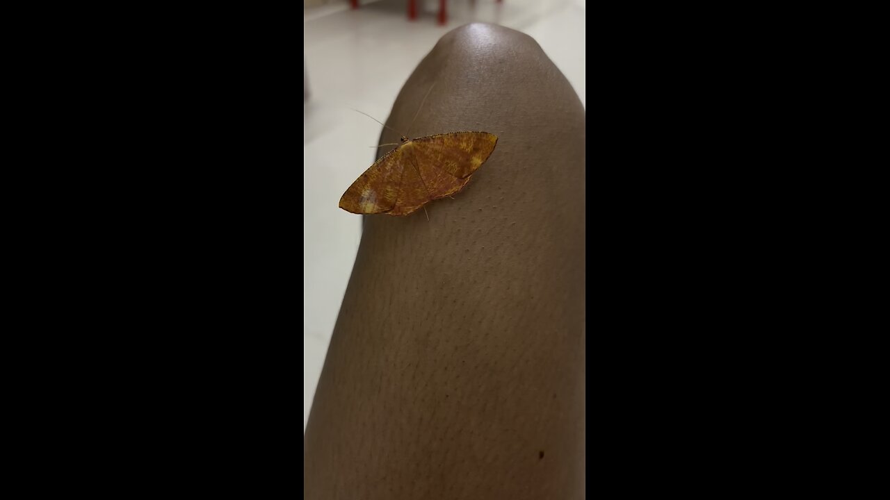 Give me butterflies #goodevening #butterfly #butterfles