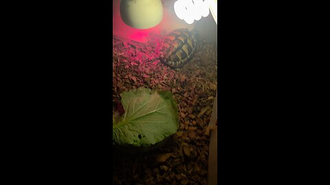 East hermann tortoise r