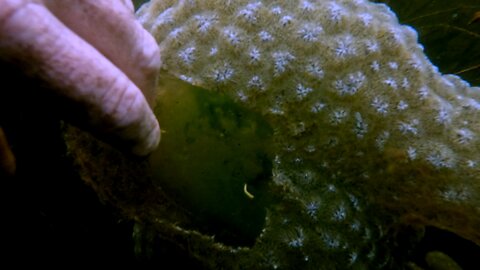 Mysterious underwater growths resemble alien life form