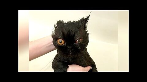 Your day CAN'T BE BORING with CATS 😺- More than 50 CAT FAILS compilation to make you LAUGH!