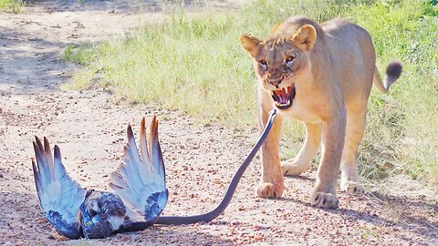 Epic Battle Between Lions, Black Mamba and Eagle