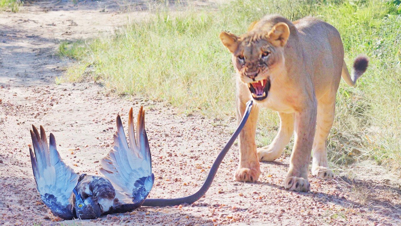 Epic Battle Between Lions, Black Mamba and Eagle