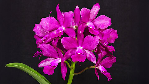 2025 October St. Augustine Orchid Society's Virtual Show Table