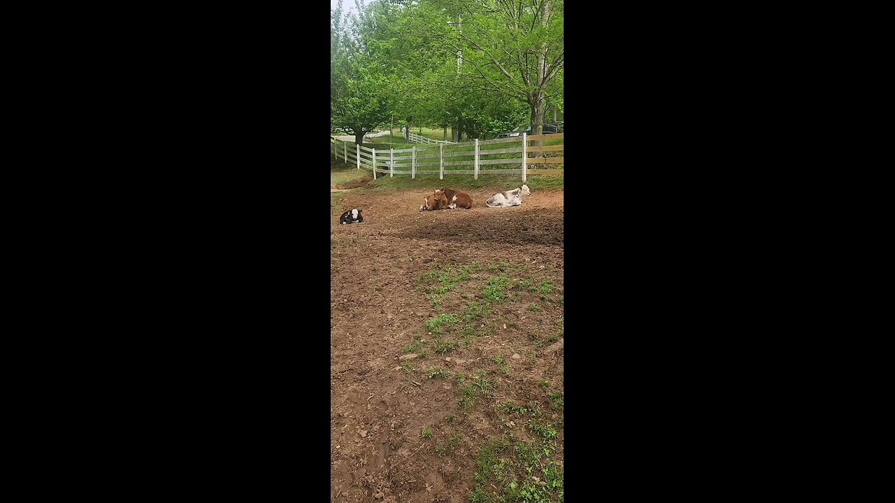 Shorthorn Plus calves 2025.